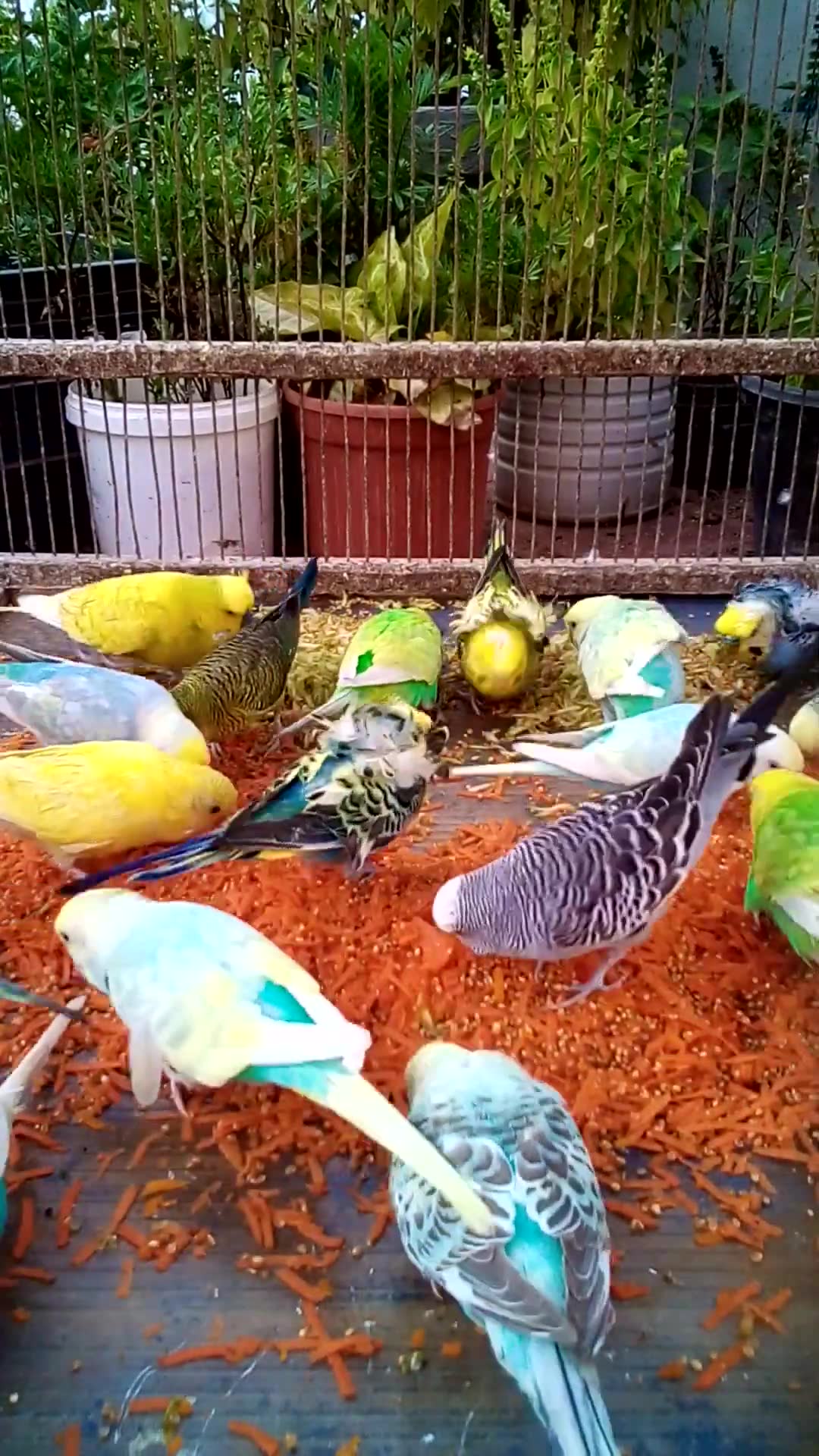 'Video thumbnail for This Amazon bird toy is SO COOL#birds#parrot #birdslover #budgis #lovebirds #budgiegar #cute #health'