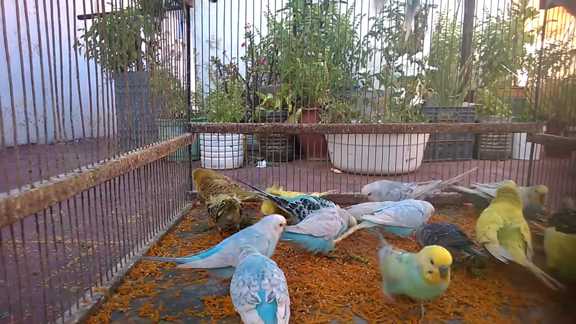 'Video thumbnail for 💎 World’s Most Expensive Budgie Breeds 🤑  You Won’t Believe #7 😮 #RareBudgies'