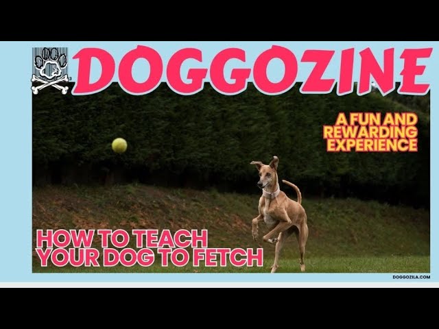 Video thumbnail for How To Teach Your Dog To Fetch