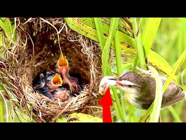 'Video thumbnail for Femal Mummy Wild Bird Catching Dragonflies , insects Feed Babies In Nest [  @ViralBirdNest   ]'