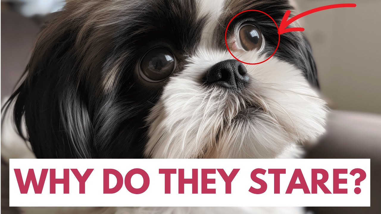 'Video thumbnail for Why does my Shih Tzu stare at me?'