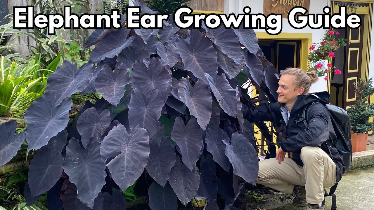 Video thumbnail for ELEPHANT EAR Care - How to Grow for Lush Plants - Colocasia & Alocasia