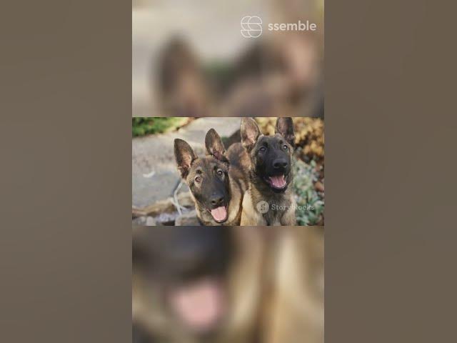 Video thumbnail for Puppy Care Guide