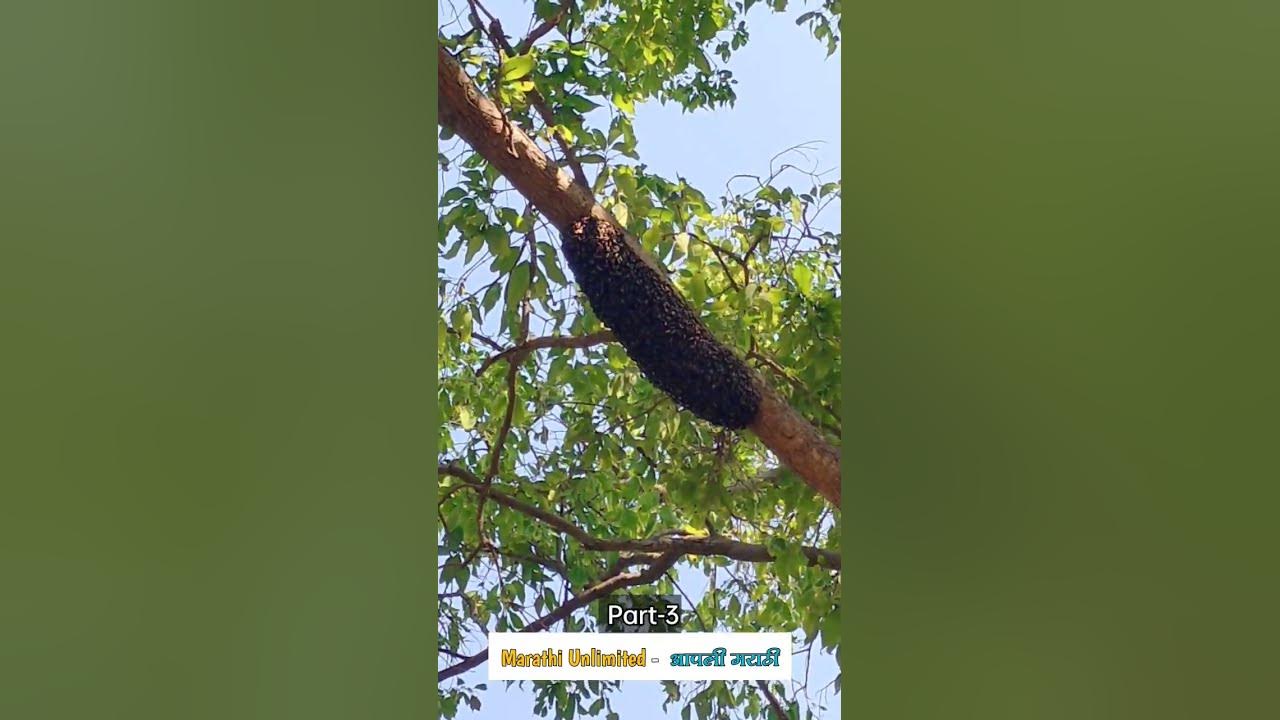 Video thumbnail for #shortsvideo #shortsfeed #reels #part3 #nature #naturephotography #naturelovers #maharashtra