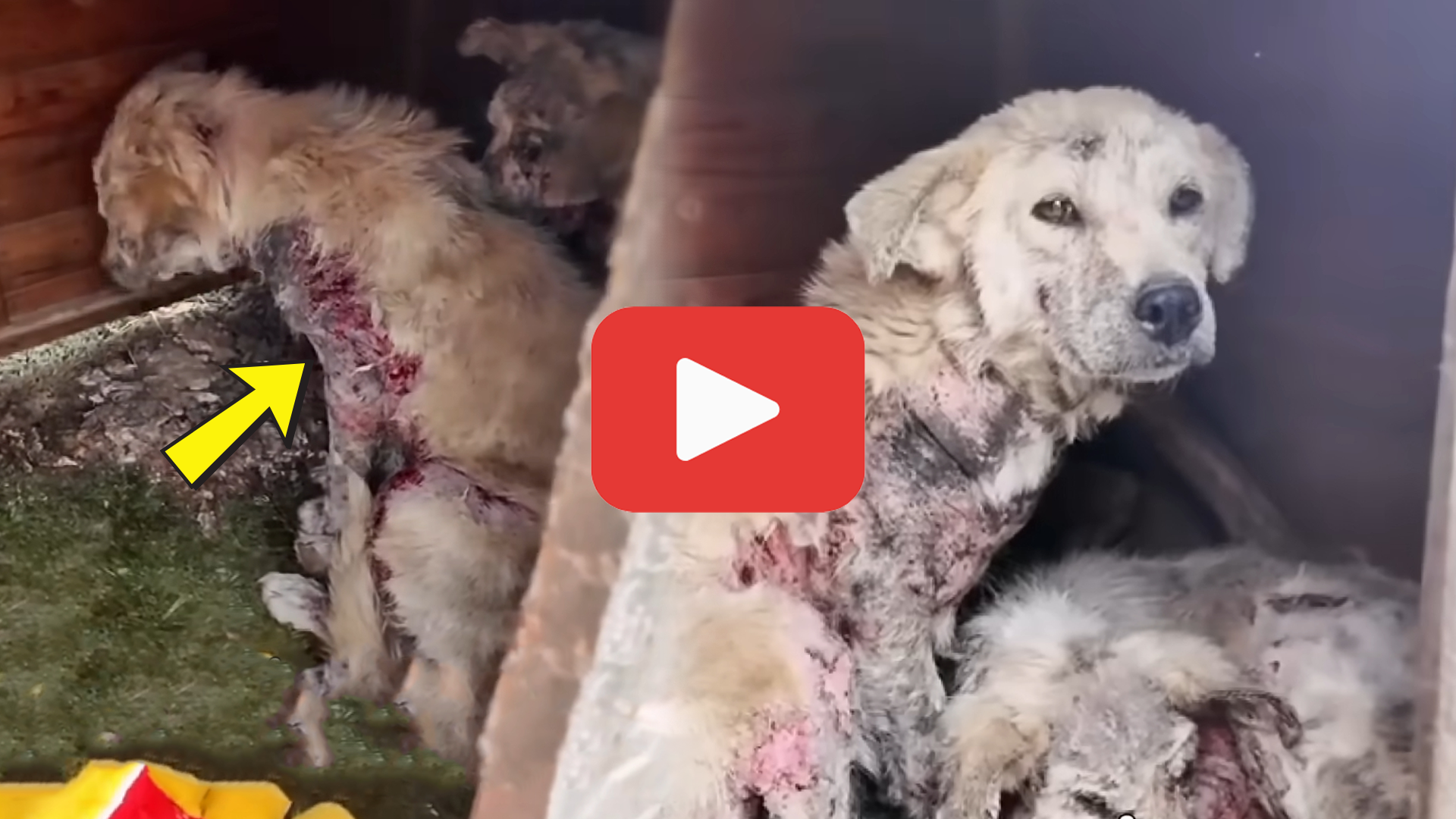 'Video thumbnail for Abandoned and Decaying—The Dogs Left to Die Like Garbage'