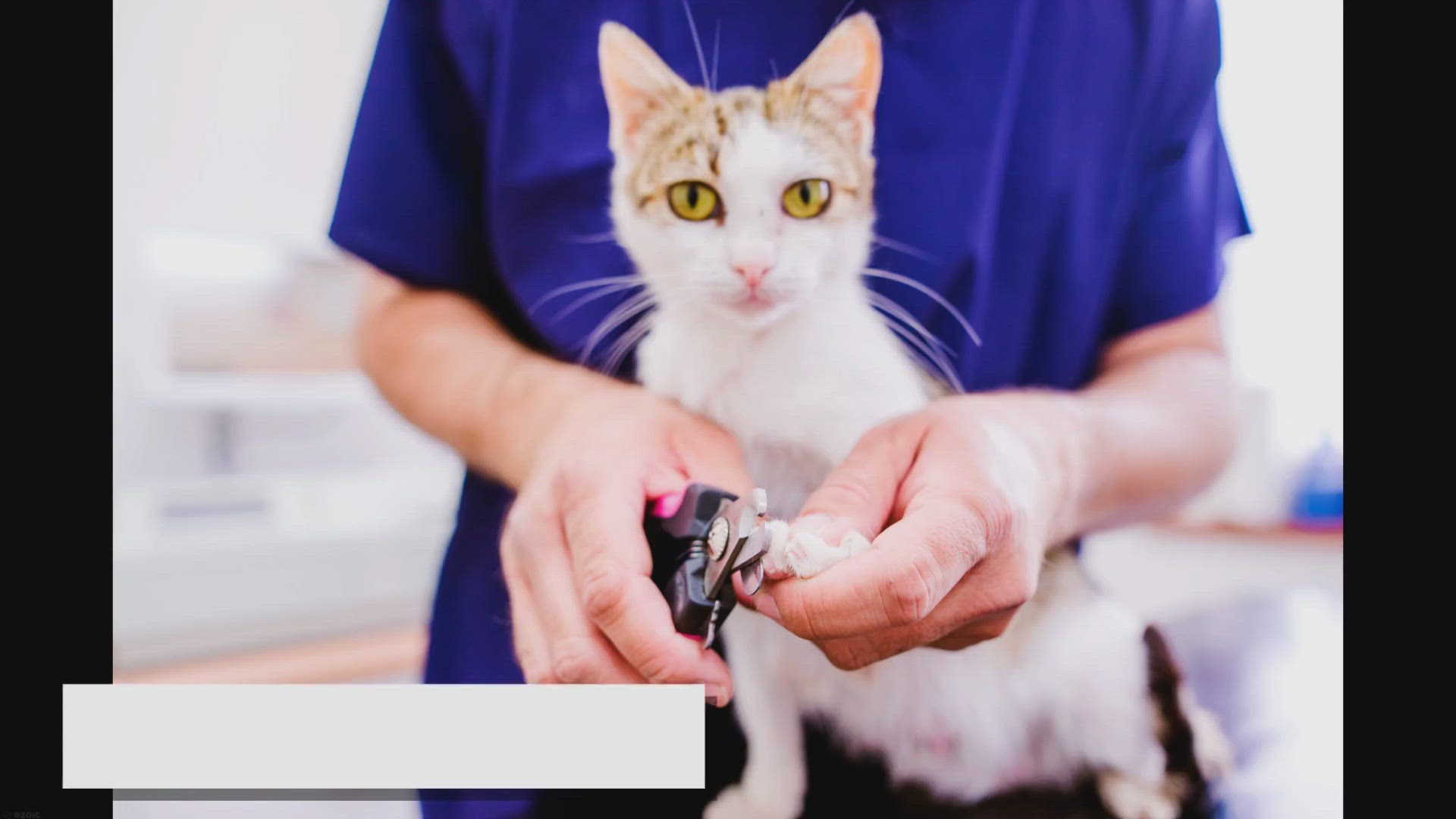 Video thumbnail for Are Ragdoll Cats Hypoallergenic? Myth Revealed
