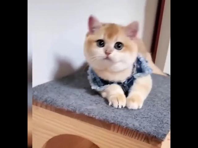 Video thumbnail for قطط مضحكة جدا قطط مضحكة حتى الموت قطط مضحكة ترقص