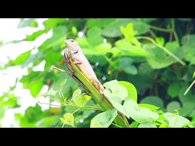 Video thumbnail for Small lizard stay here to wait catch food eat