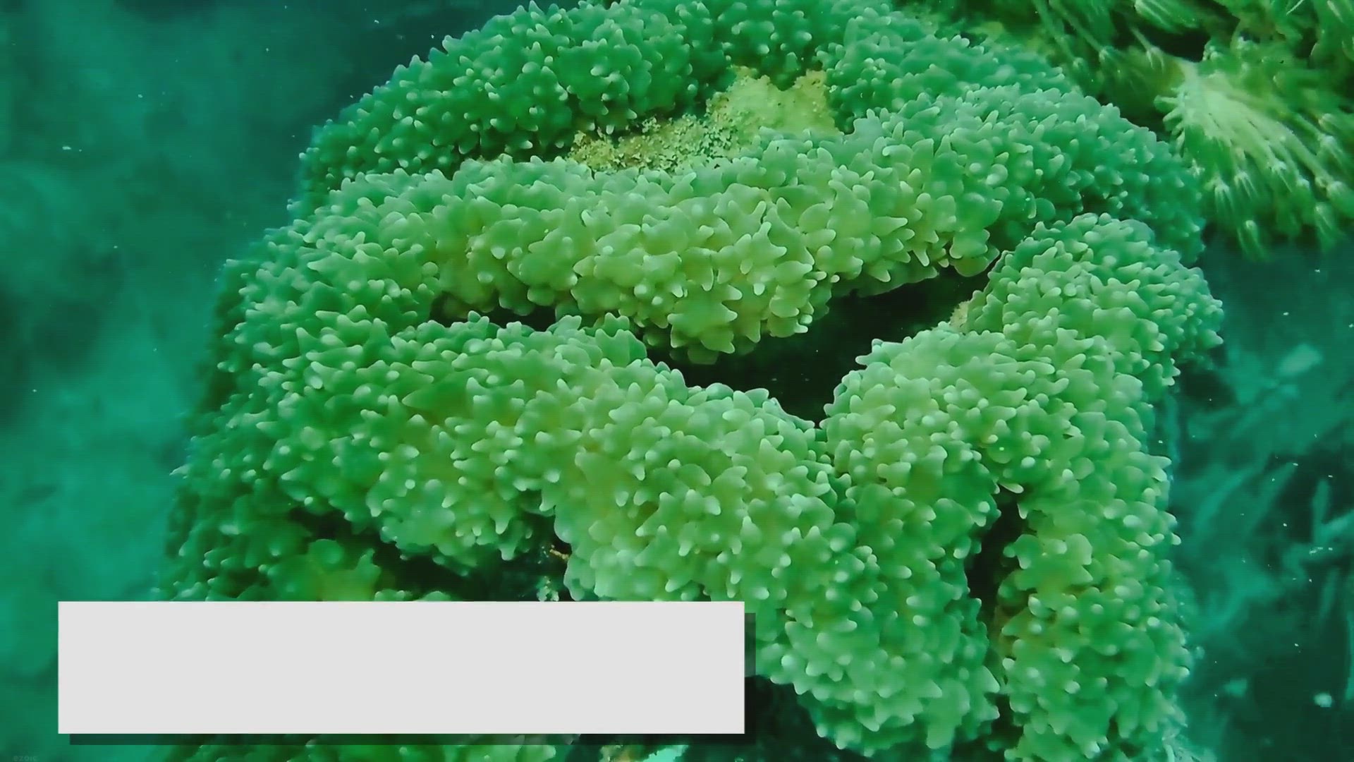 Video thumbnail for Fish for Small Aquariums: Choosing the Right Species