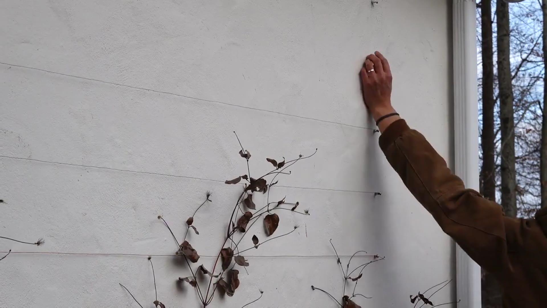 'Video thumbnail for CLEMATIS - How to Grow Lots of Flowers - Training Vines Tutorial'