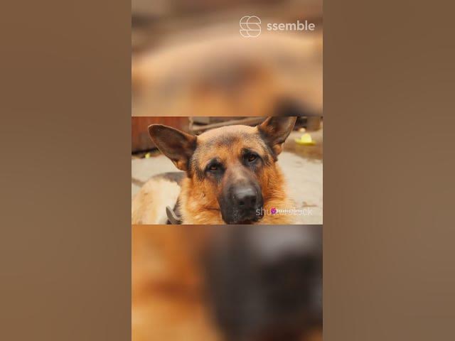 Video thumbnail for Gsd 101 GSD Journey