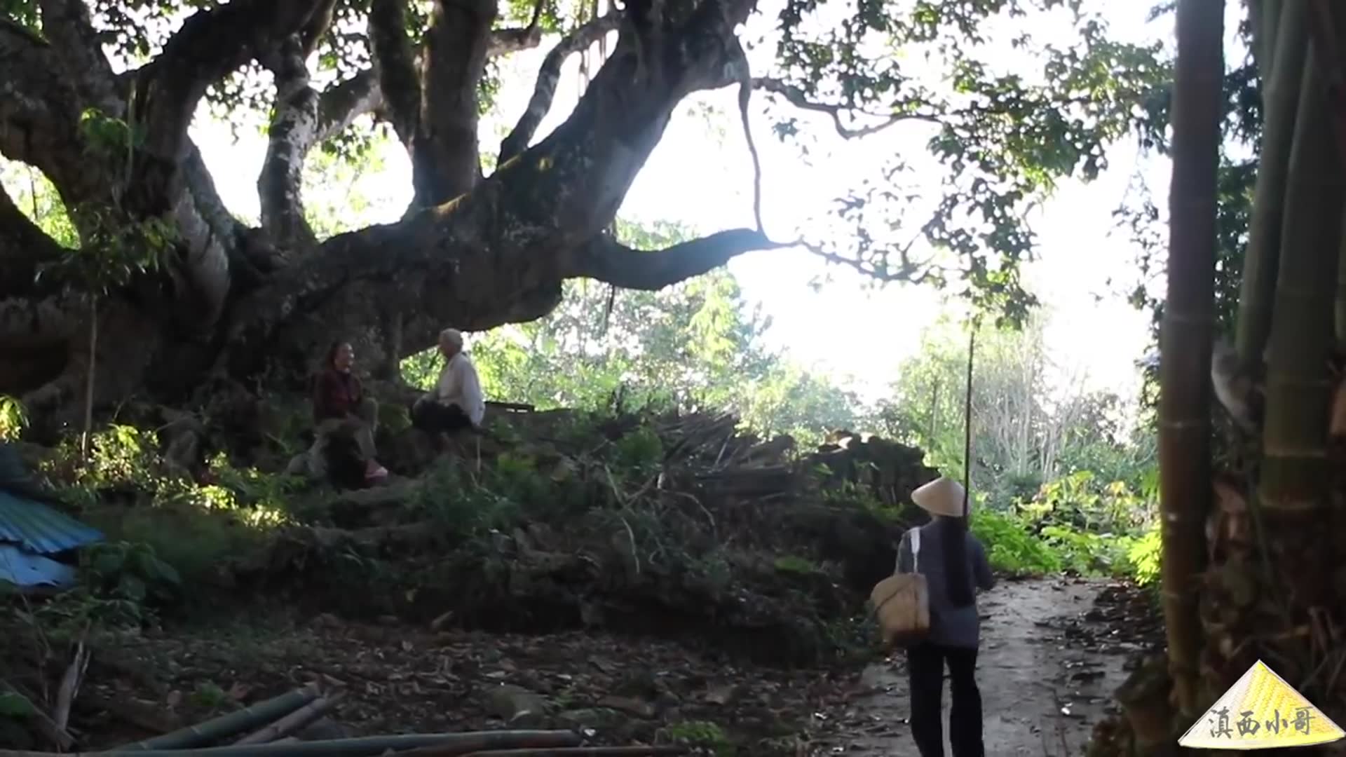 Video thumbnail for 这种植物被称为“平民燕窝”,我们叫它皂角米,用来煮皂角米羹【滇西小哥】 (720p 30fps)