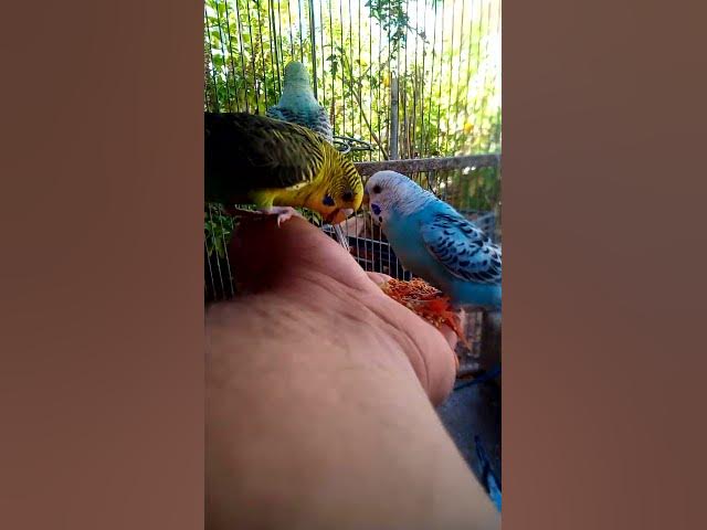 Video thumbnail for This Amazon bird toy is SO COOL#birds#parrot #birdslover #budgis #lovebirds #budgiegar #cute #health