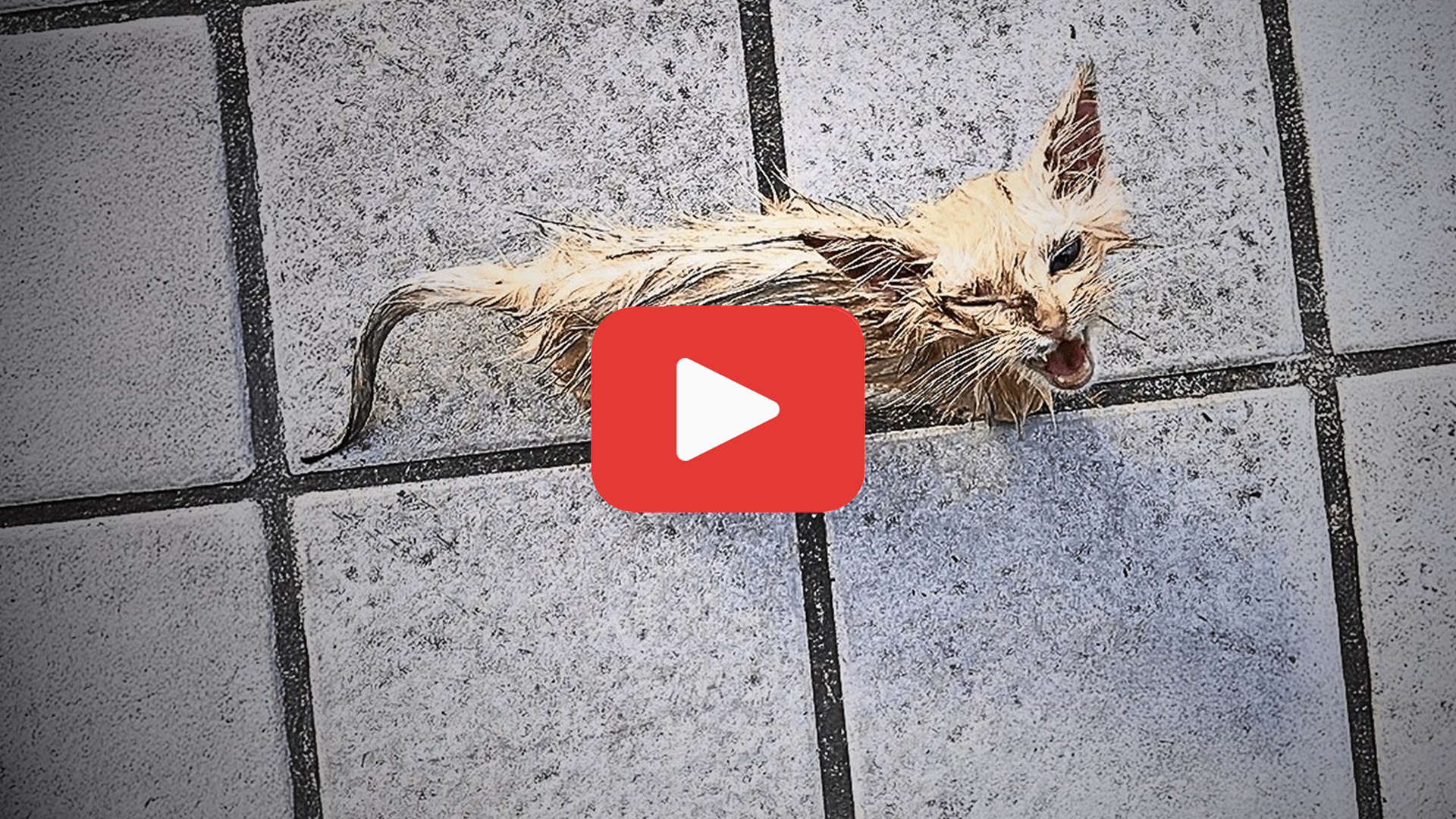 'Video thumbnail for Stumbling and Starving—A Stray Cat’s Wordless Appeal for Help'