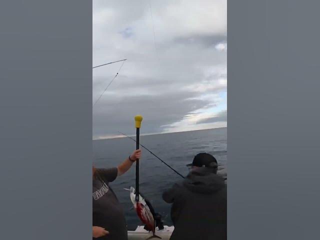 Video thumbnail for Catching a tuna while jigging with two rods at the same time! 😂