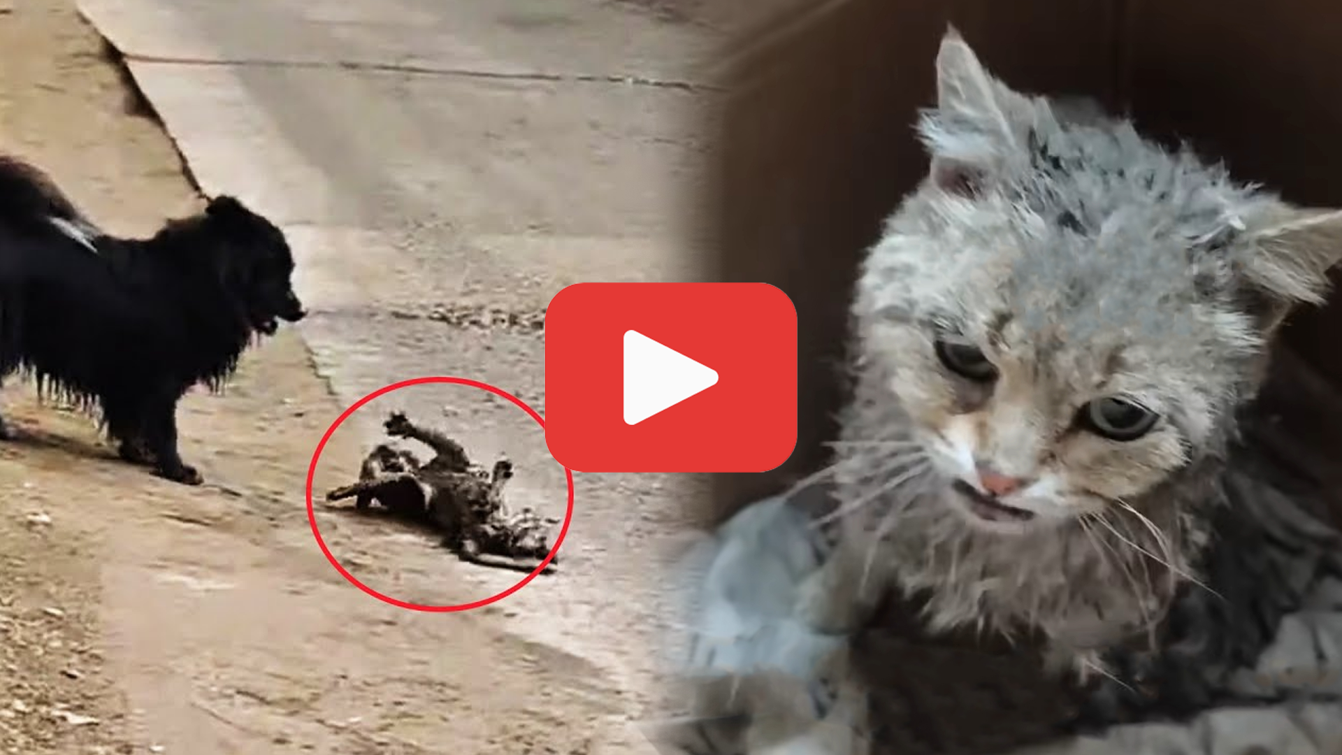 'Video thumbnail for Paralyzed and Defenseless—The Cat Left to Suffer in Silence'