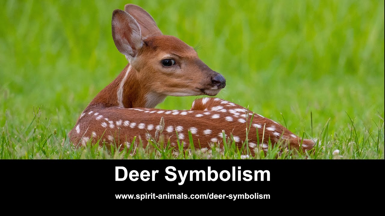 Video thumbnail for Deer Symbolism