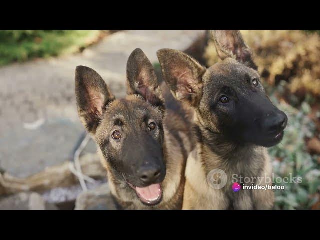 Video thumbnail for The Ultimate German Shepherd Puppy Guide 2024