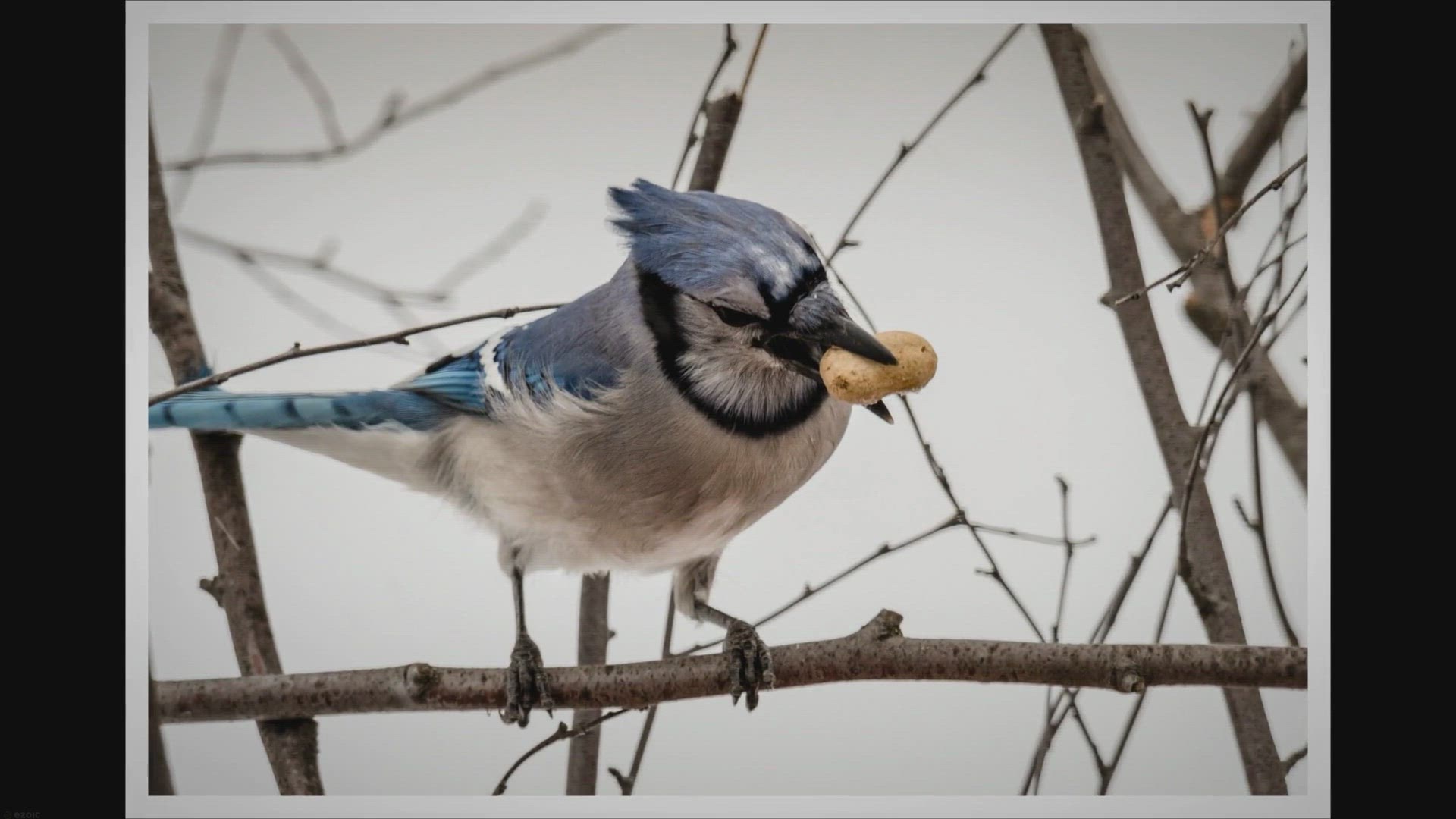 'Video thumbnail for Biblical Meaning of Seeing a Blue Jay: What Does It Symbolize?'