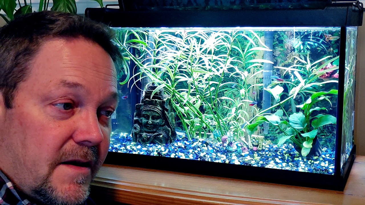 Video thumbnail for When to Change Aquarium Water