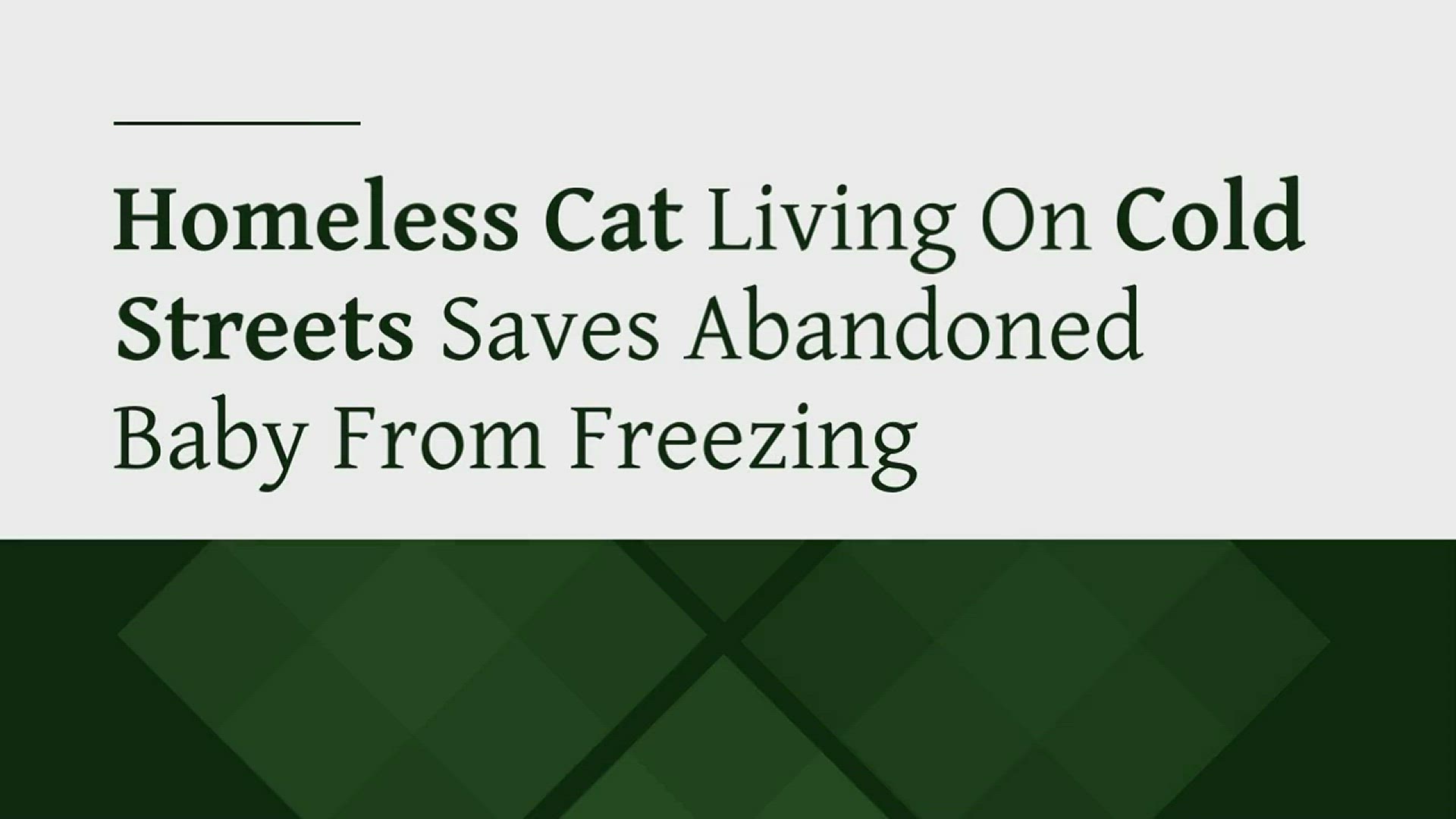 Little Orphans Animal Rescue Shop for your Cause