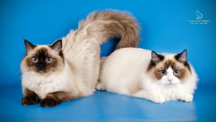 Video thumbnail for The Beautiful Colors and Patterns of Ragdoll Cats