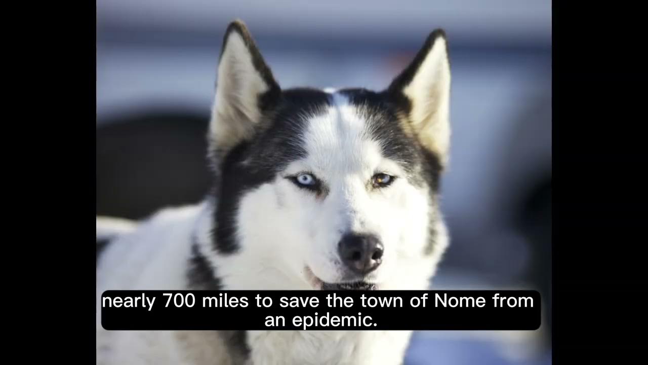 Video thumbnail for History of Siberian Husky