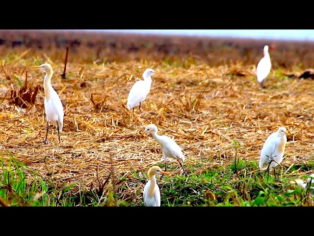 'Video thumbnail for Cattle egret Bird a lot eating food at filed  \-baby wild bird in nest'