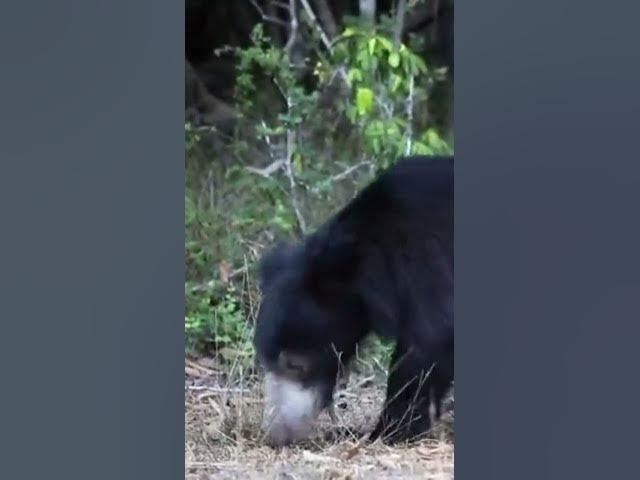 Video thumbnail for Sloth Bear, Sri Lanka #shorts