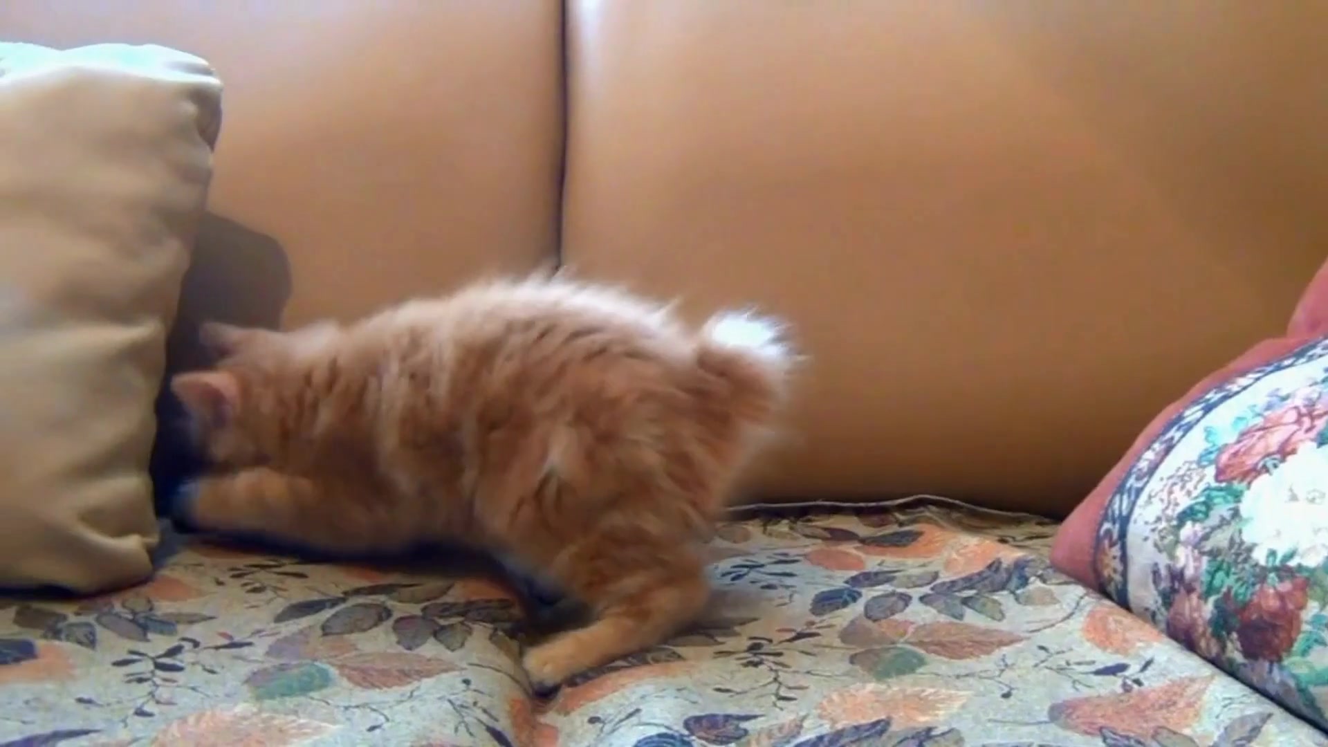 Video thumbnail for Why_do_cats_prefer_elevated_sleeping_spots
