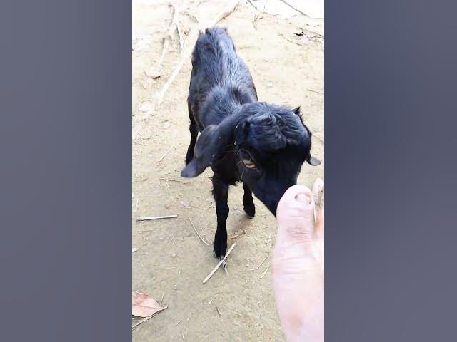 Video thumbnail for Goat #shorts #ytshorts #viral