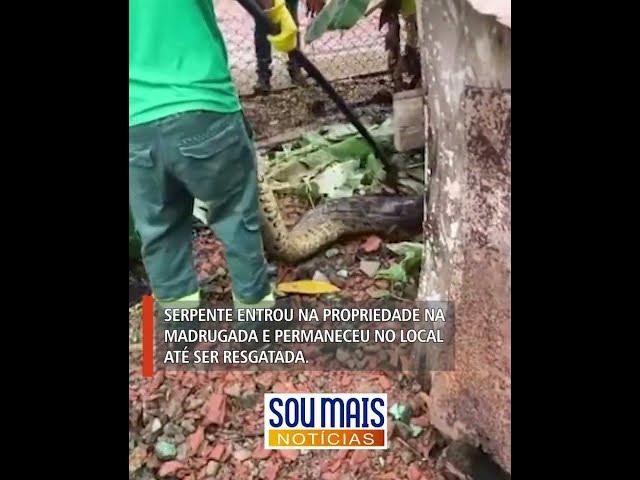 'Video thumbnail for Sucuri de 3 metros é resgatada após invadir quintal de casa e comer galinhas em Araguacema (TO)'