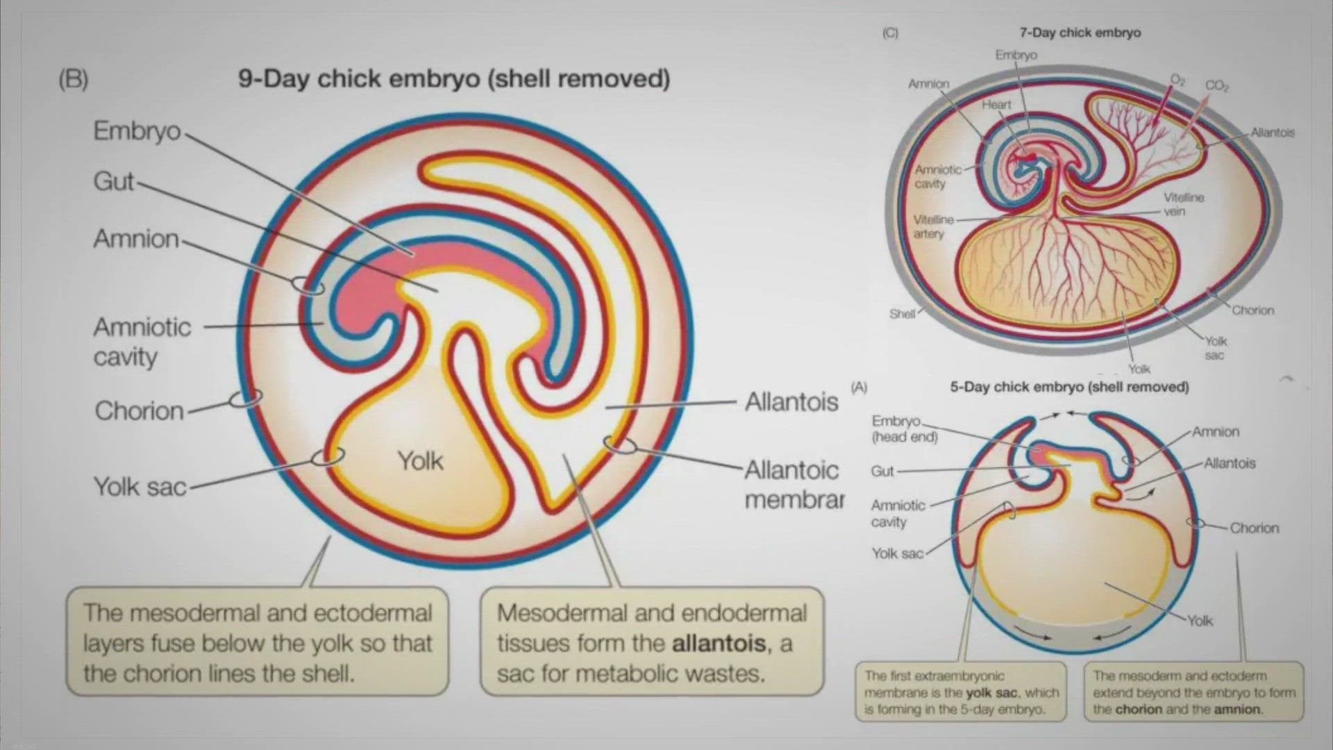 Video thumbnail for Extra-embryonic Membranes in Chick – Definition, Types, Development, Functions