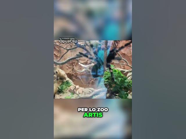 Video thumbnail for Vi Porto Allo Zoo di AMSTERDAM #vlog #shortvideo