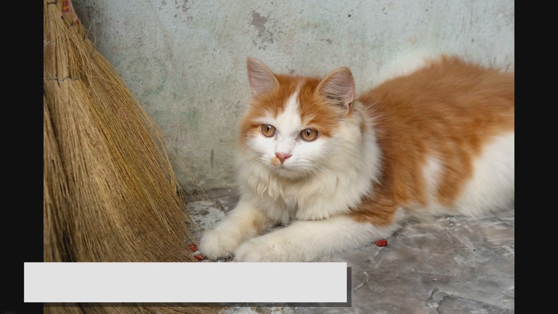 Video thumbnail for Himalayan vs Ragdoll Face-Off: Who Comes Out on Top?
