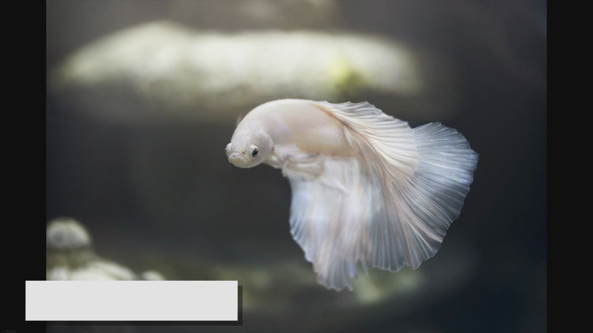 Video thumbnail for Best Fish for Kids: Easy-to-Care-For Species for Children