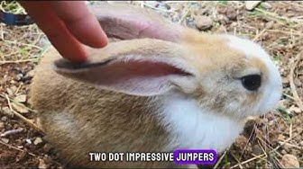 'Video thumbnail for Hopping into Happiness: 10 Bunny Fun Facts That Will Make Your Heart Melt | Exploring the Adorable'