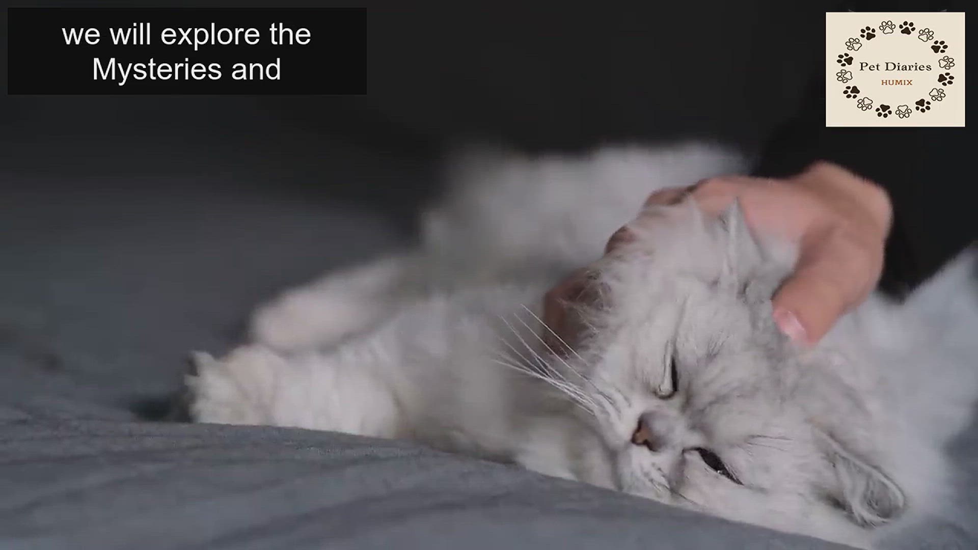 Video thumbnail for Cat sleeping tips for pet owners