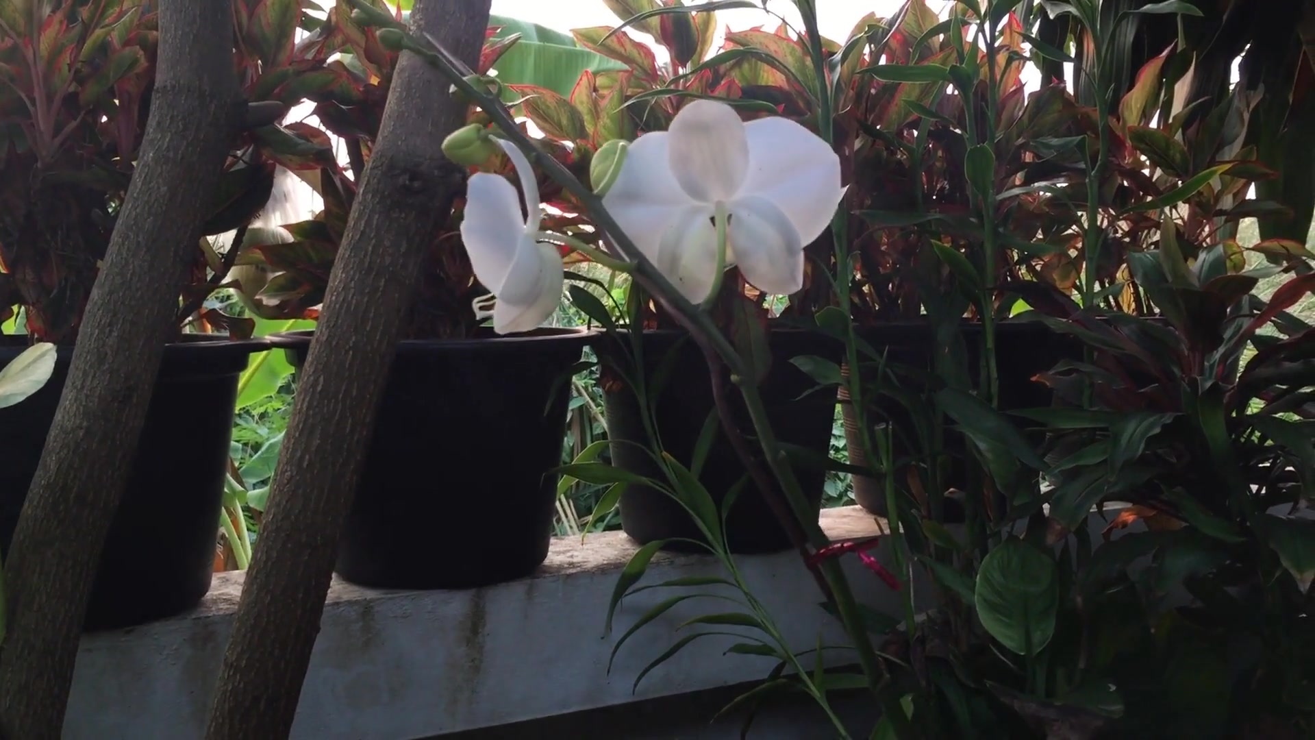 Video thumbnail for 11 Easy Tips for Thriving Orchids: From Novice to Expert