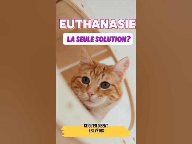 Video thumbnail for Quand envisager l'euthanasie pour votre chat ?