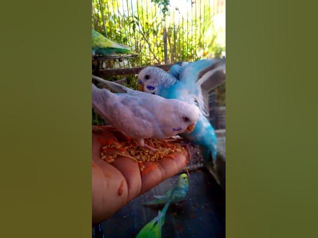 Video thumbnail for This Amazon bird toy is SO COOL#birds#parrot #birdslover #budgis #lovebirds #budgiegar #cute #health
