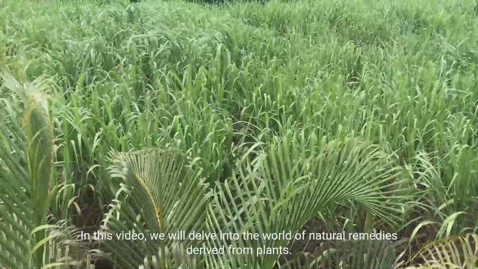 'Video thumbnail for Exploring Herbal Remedies: Benefits, Uses, and How to use them correctly'