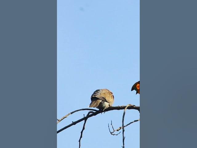 'Video thumbnail for Top Dove #birds #avianaffection #babyanimal #avian #rain #babybird #avianlife #nature #avianworld'