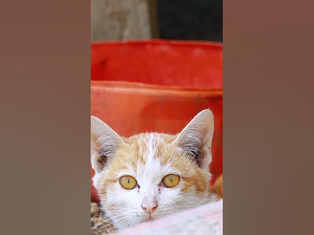 'Video thumbnail for cute of ice Cat #cat #cateat #viralcat #topcat #catlife #shortcat  #fredingcat'