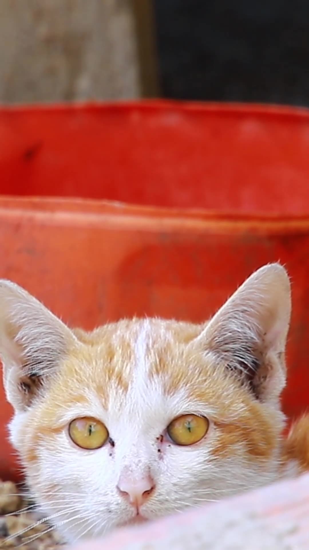 'Video thumbnail for cute of ice Cat #cat #cateat #viralcat #topcat #catlife #shortcat  #fredingcat'