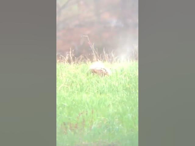 Video thumbnail for Woodchuck 50gr VMAX