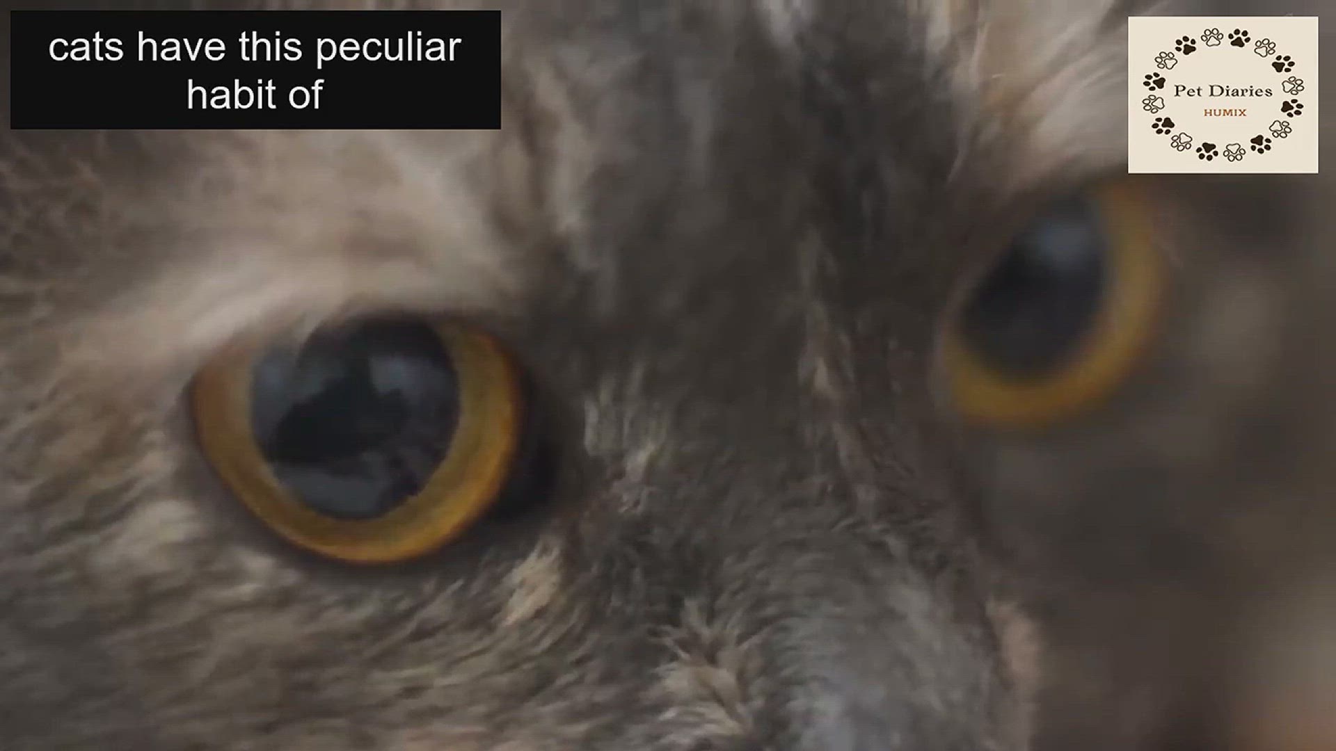 Video thumbnail for Why Your cat Keeps Checking Up on You