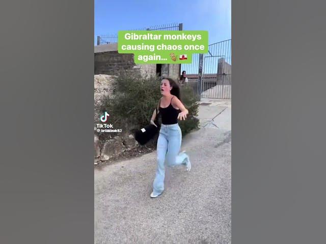 'Video thumbnail for WATCH: Spanish teenager is terrorised by a Gibraltar monkey'