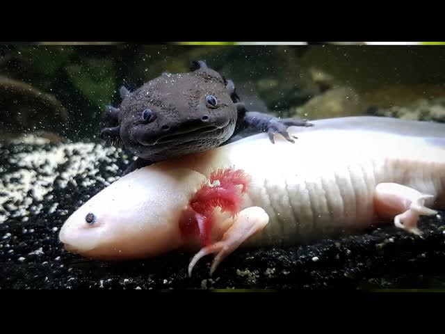 'Video thumbnail for Are Axolotls Immune to Cancer? Exploring Their Unique Biology'