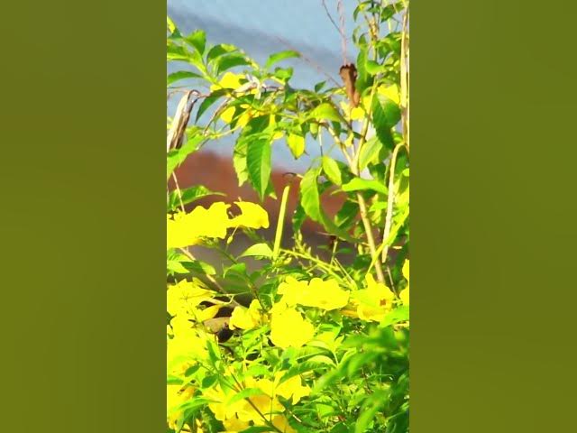'Video thumbnail for Small Wild Bird Bird  EP 033 #birdnest #bird #birds #bestbird #birdofwast #birdnest'